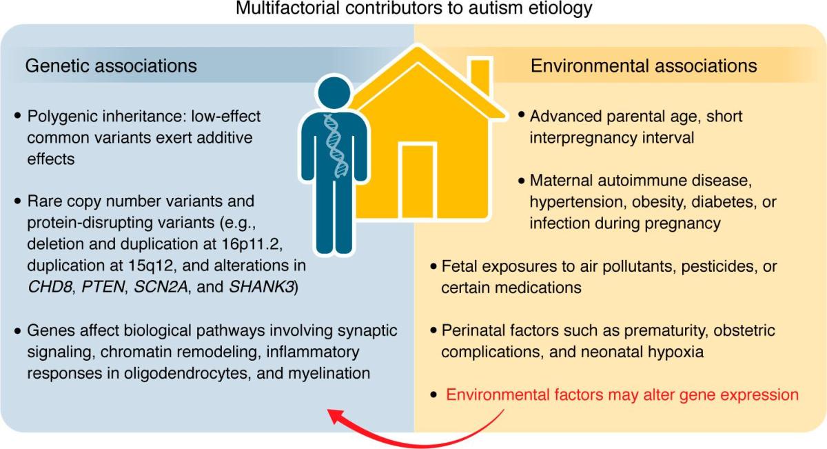 graphic listing genetic and environmental factors that contribute to autism