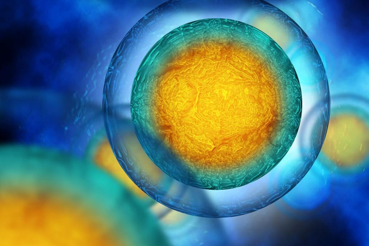 stem cells